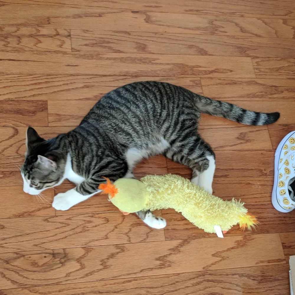 Losing your Cat Comfort Pet Companion